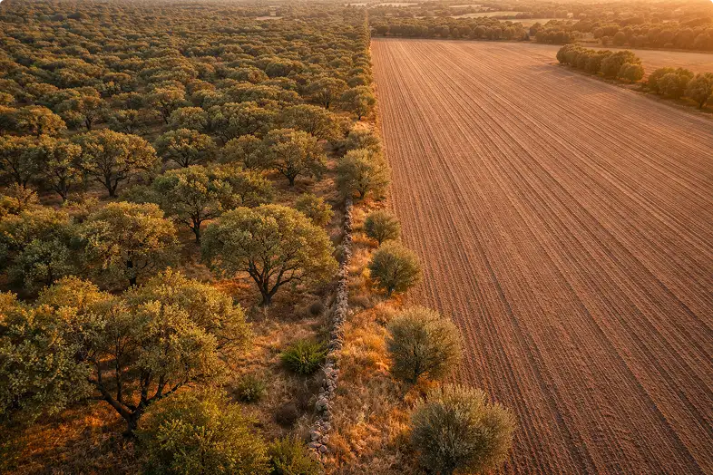 Searas e Savanas serviço de limpezas florestais